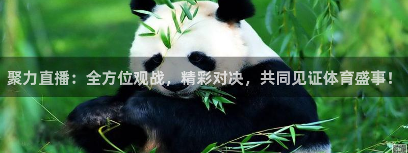 乐球直播在线免费观看：聚力直播：全方位观战，精彩对决，共同见证体育盛事！